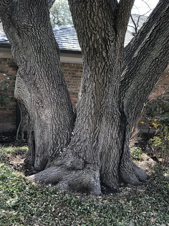 Mature heritage tree close to a Albion property cared for by certified arborists